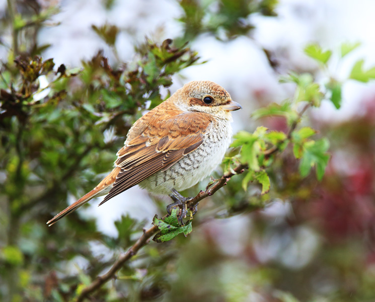 Red-backed Shrike