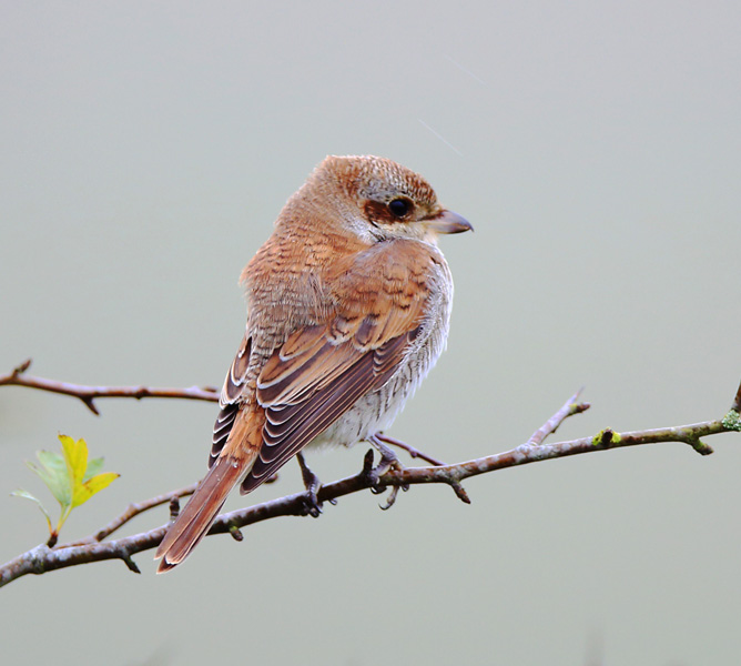 Red-backed Shrike