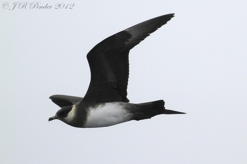 Arctic Skua