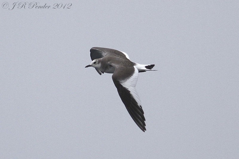 Sabine's Gull