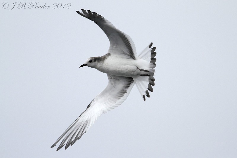 Sabine's Gull