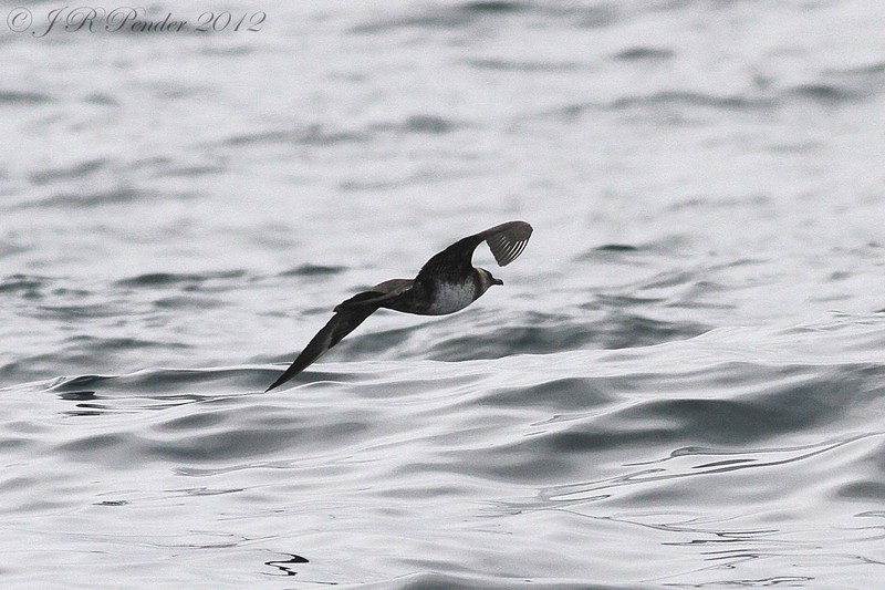 Pomarine Skua