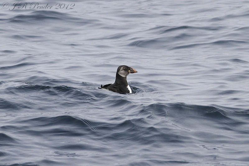 Puffin