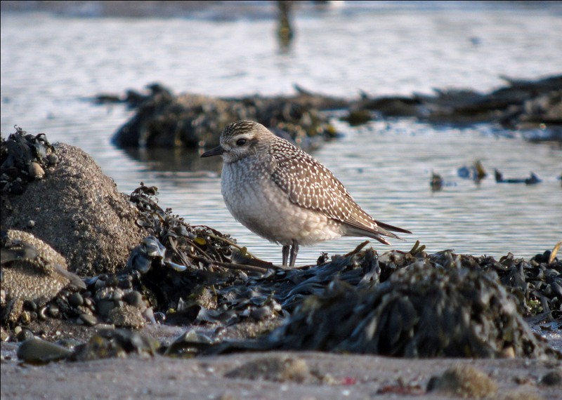American Golden Plover