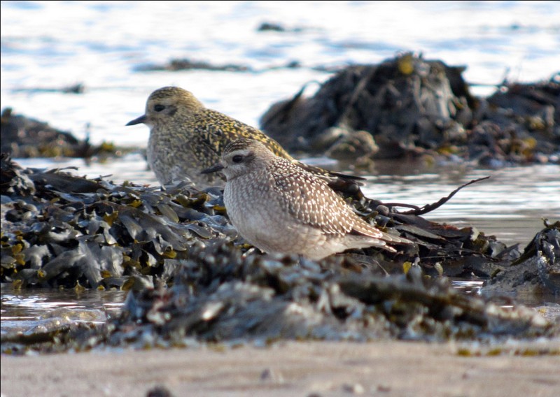 American Golden Plover