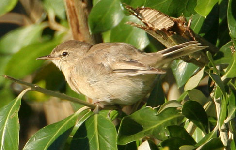 Booted Warbler