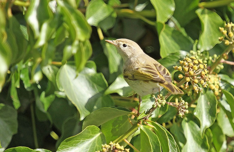 Western Bonelli's Warbler
