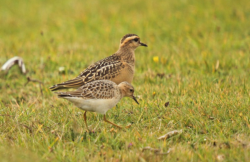 Buff-breasted Sandpiper