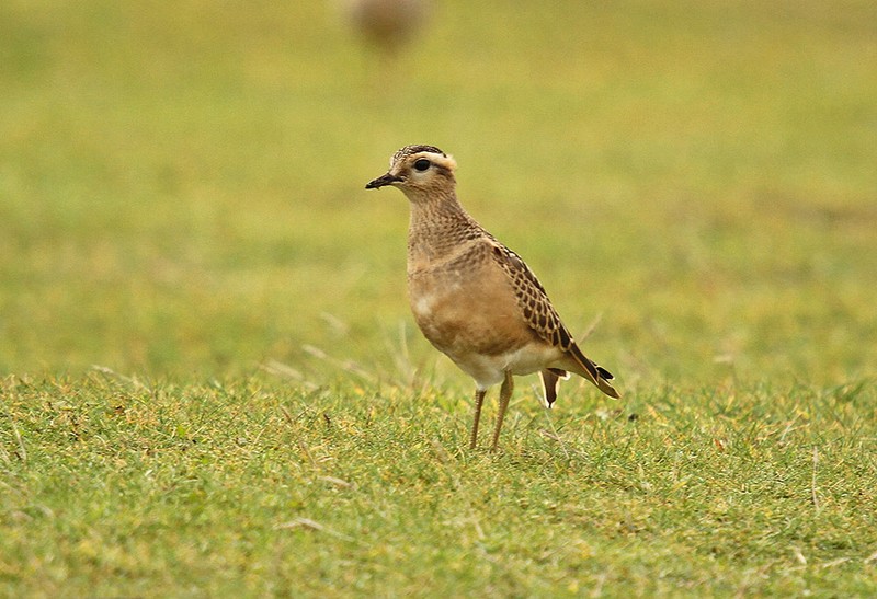 Dotterel
