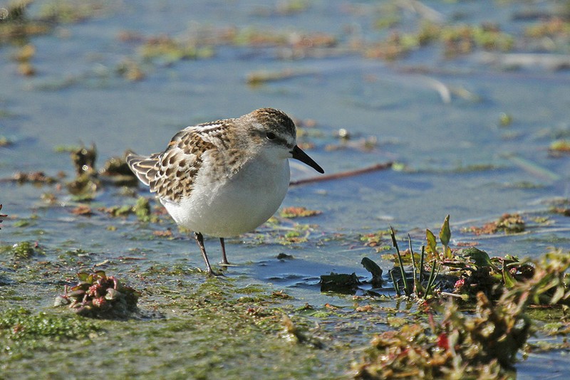 Little Stint