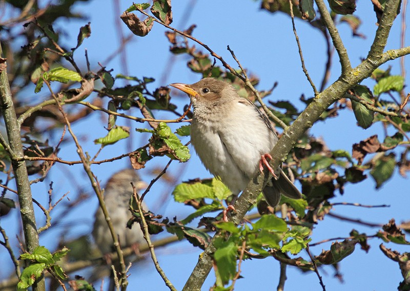 Rose-coloured Starling
