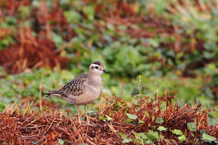 Dotterel