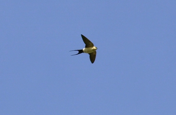 Red-rumped Swallow