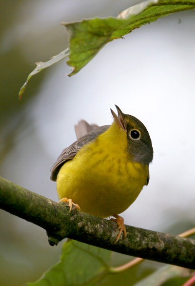 Canada Warbler