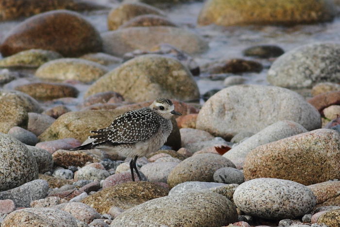 American Golden Plover
