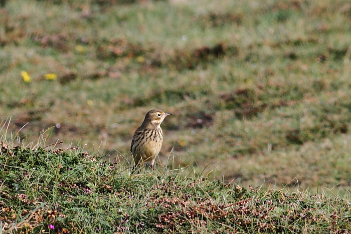 American Buff-bellied Pipit