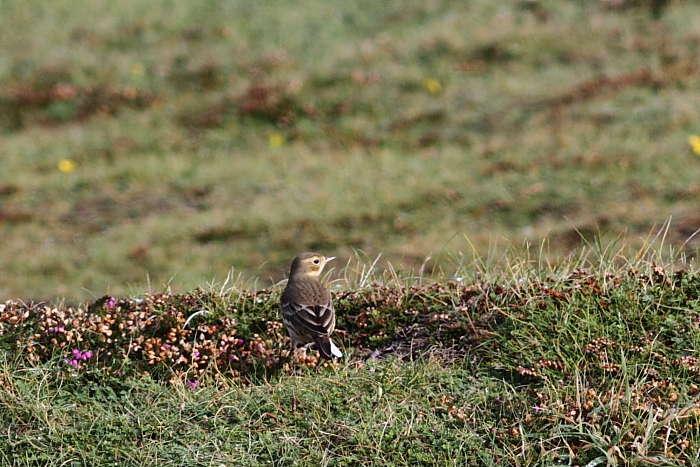 American Buff-bellied Pipit