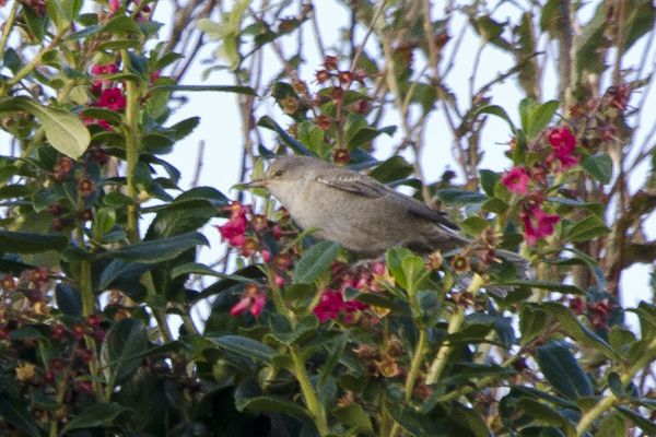 Barred Warbler