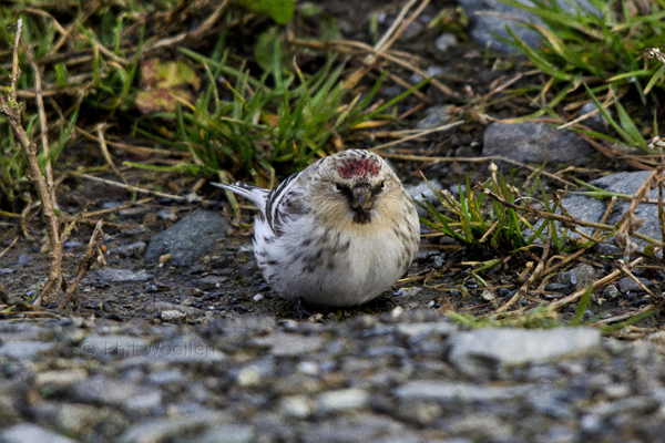 Hornemann's Arctic Redpoll