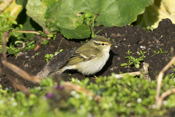 Yellow-browed Warbler