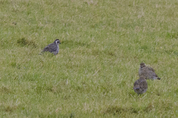American Golden Plover