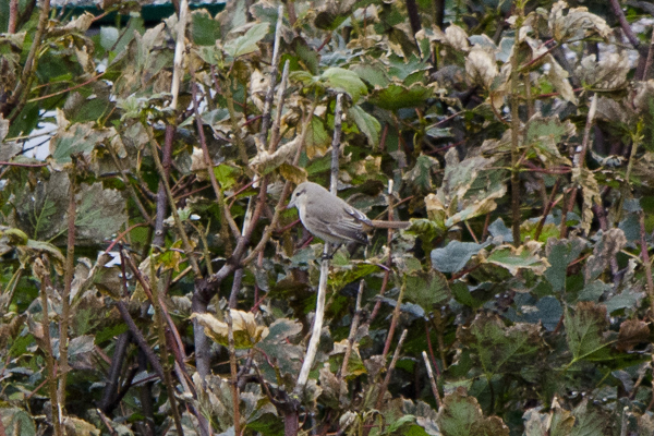 Isabelline Shrike
