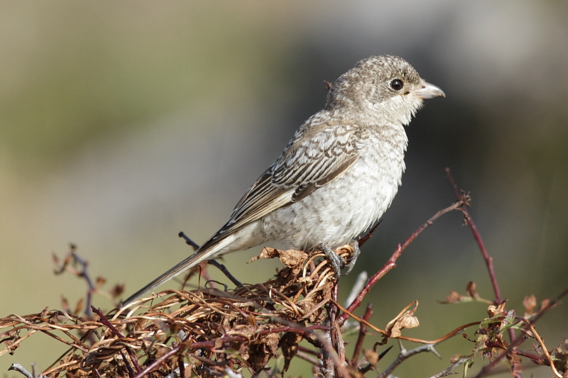 Woodchat Shrike
