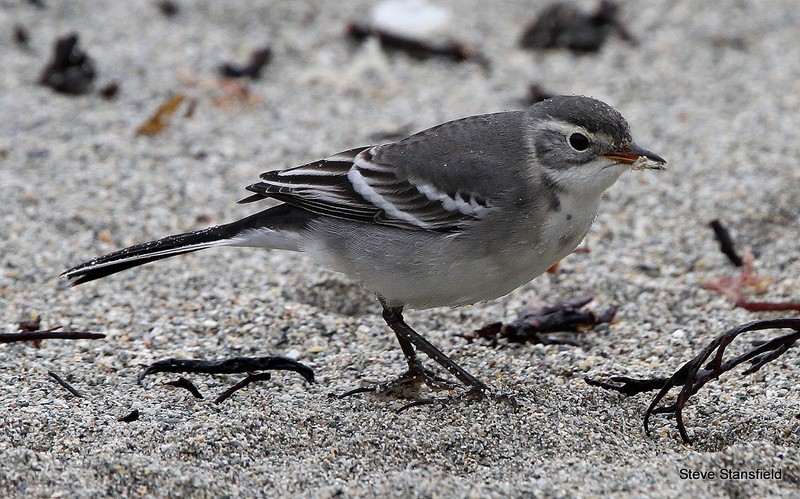 Citrine Wagtail