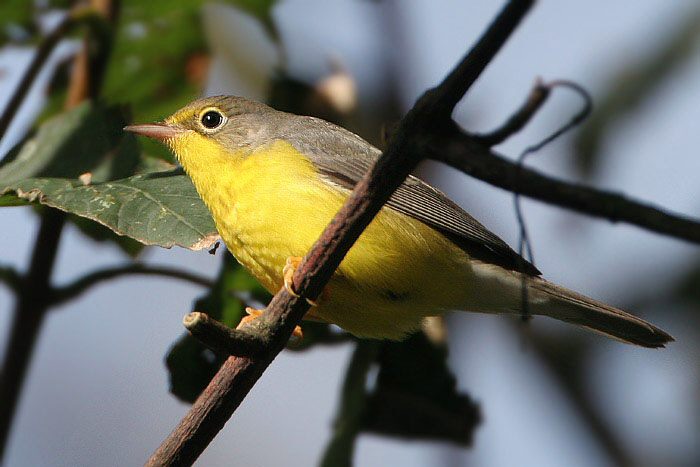 Canada Warbler