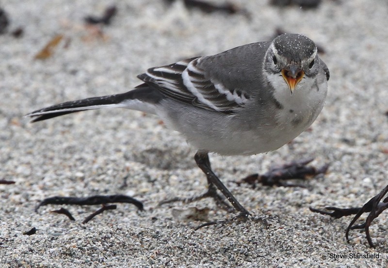 Citrine Wagtail