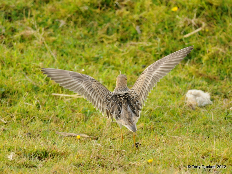 Buff-breasted Sandpiper