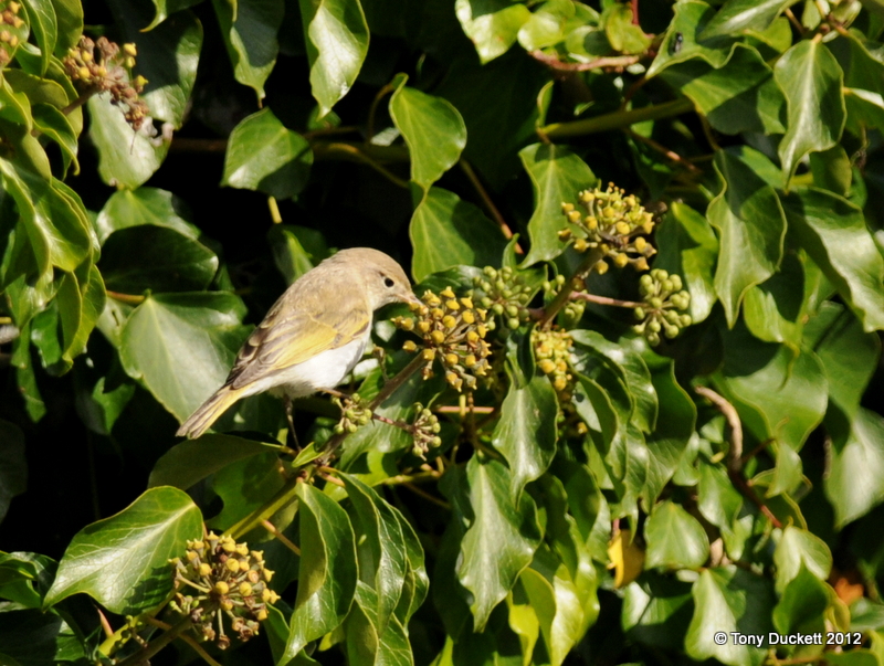 Western Bonelli's Warbler