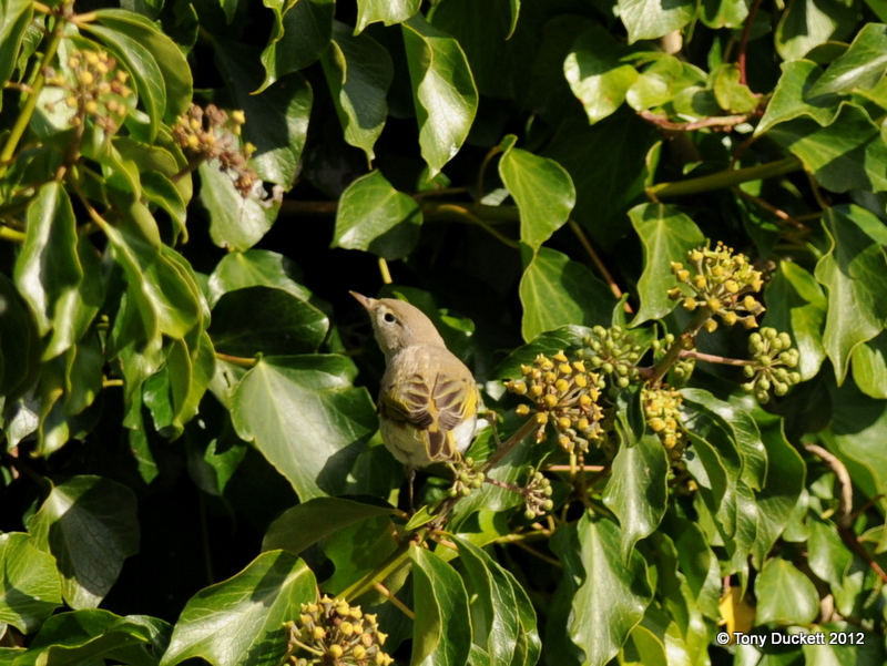 Western Bonelli's Warbler