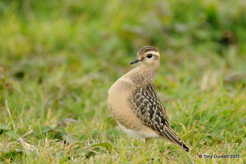 Dotterel