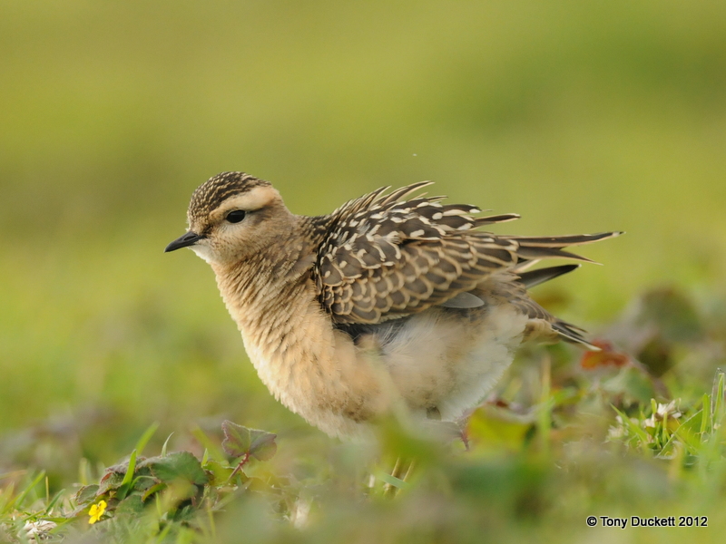 Dotterel