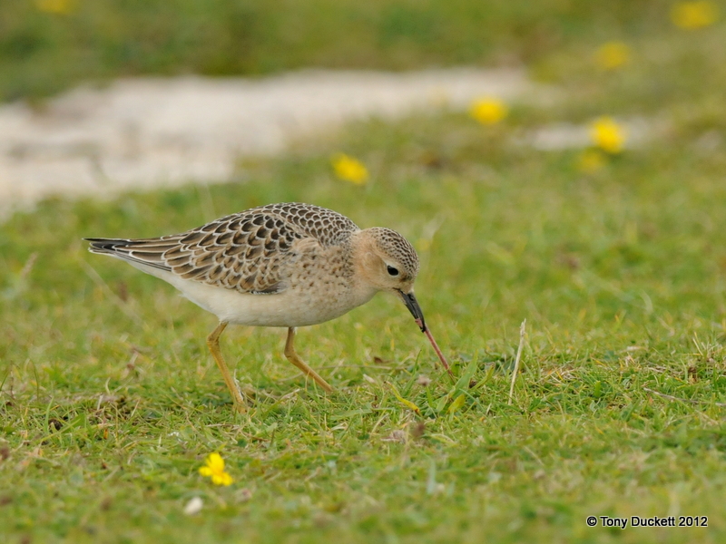 Buff-breasted Sandpiper