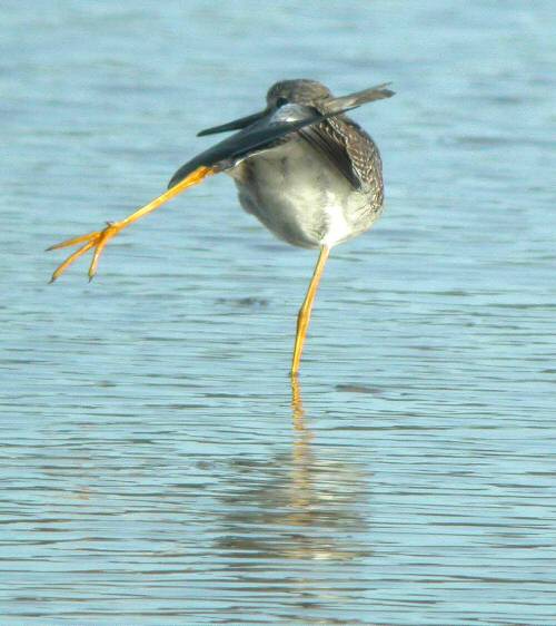 Lesser Yellowlegs