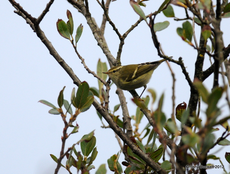 Yellow-browed Warbler