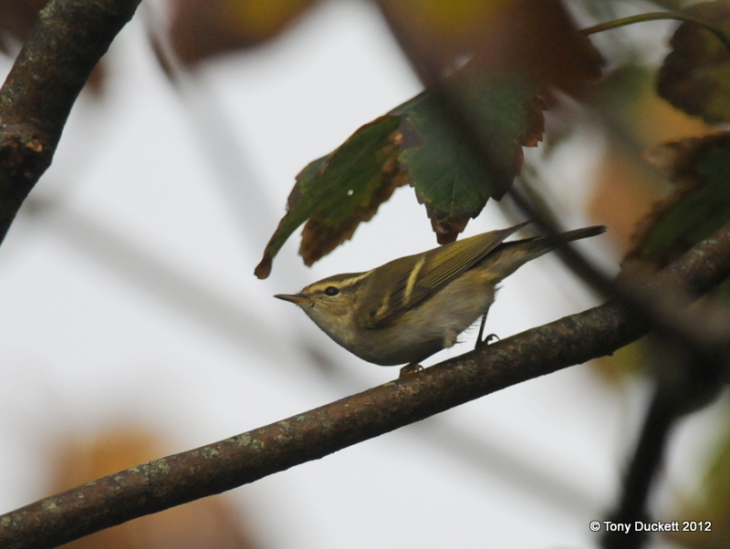 Yellow-browed Warbler