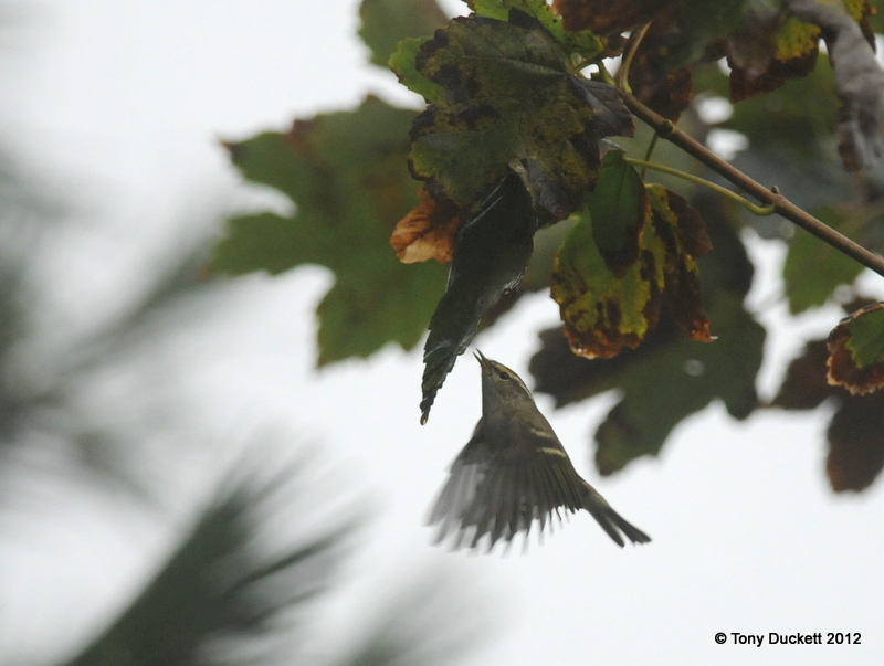 Yellow-browed Warbler