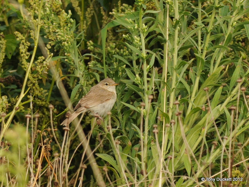 Sykes's Warbler