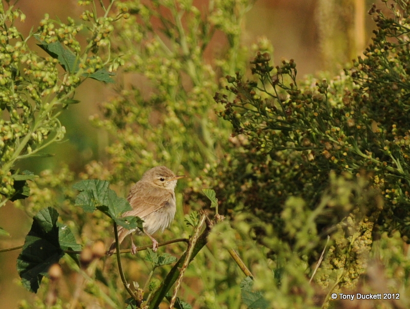 Sykes's Warbler