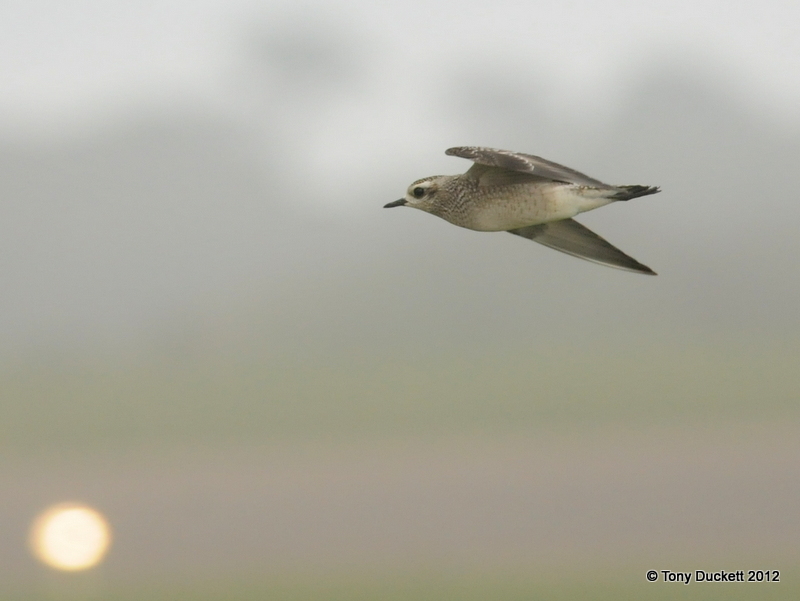 American Golden Plover