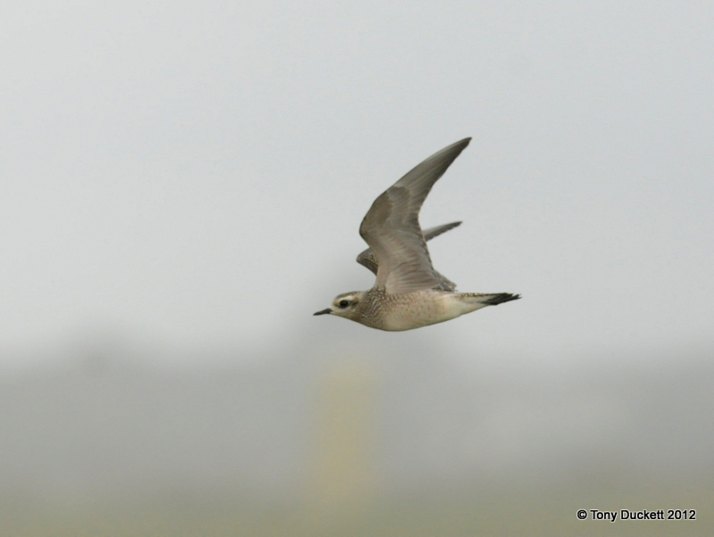 American Golden Plover