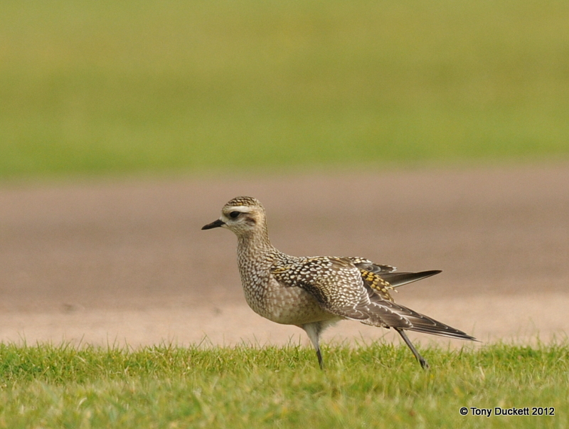 American Golden Plover