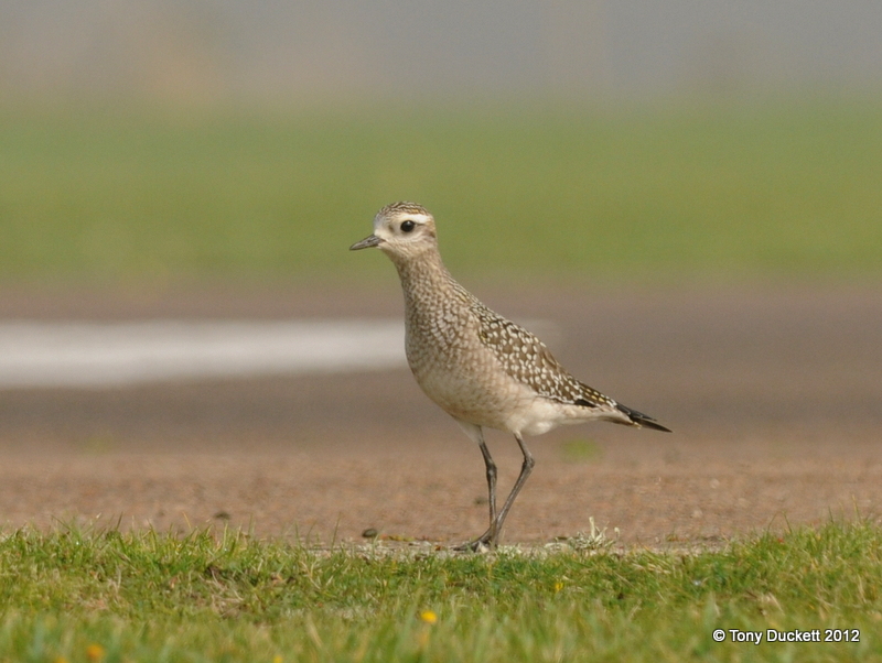 American Golden Plover