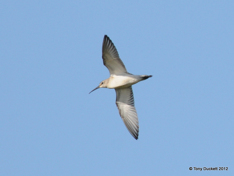 Curlew Sandpiper