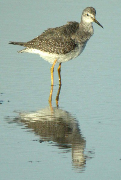 Lesser Yellowlegs