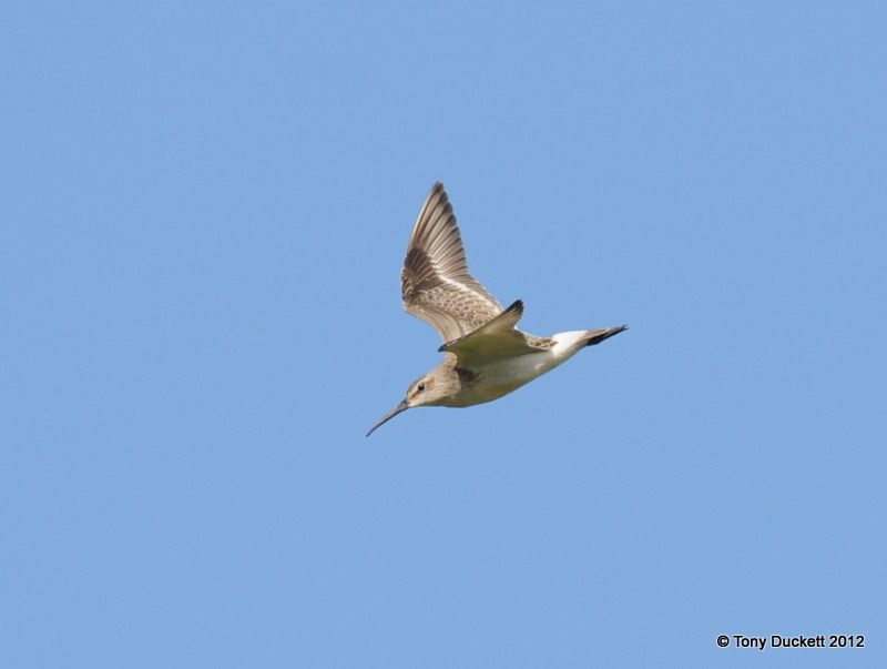 Curlew Sandpiper