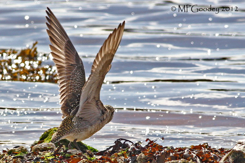 American Golden Plover